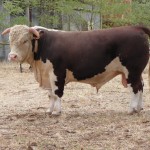 Lot 17