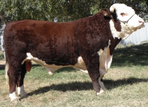 Lot 157 - Glenholme Kearns