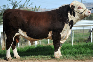 Lot 117 - Glenholme Kearns